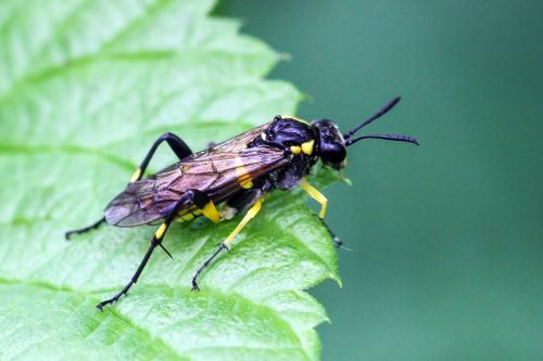 Macrophya montana